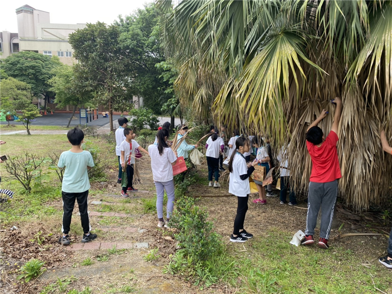 教師帶領學生認識校園植物，進行植物採集。