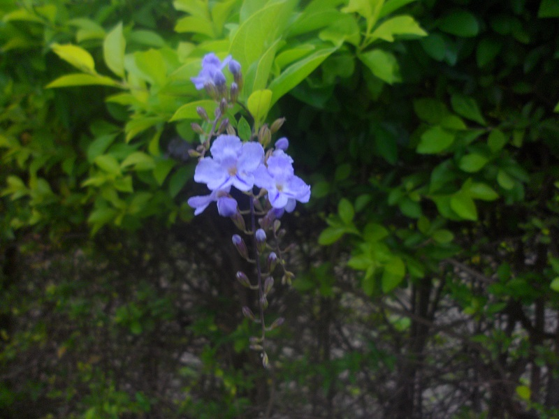 學生攝影作品--紫花