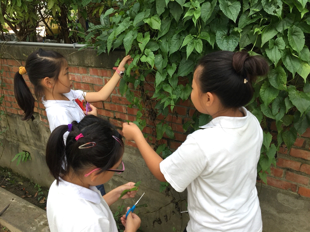 第一週（拓印花葉曼陀羅）帶孩子們到校園裡蒐集他們喜歡的樹葉來進行印拓
