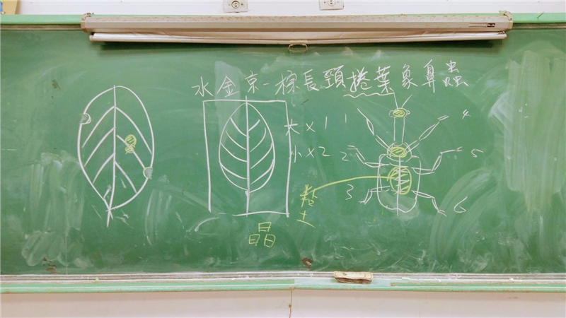 教師向學生介紹捲葉象鼻蟲的設計圖。