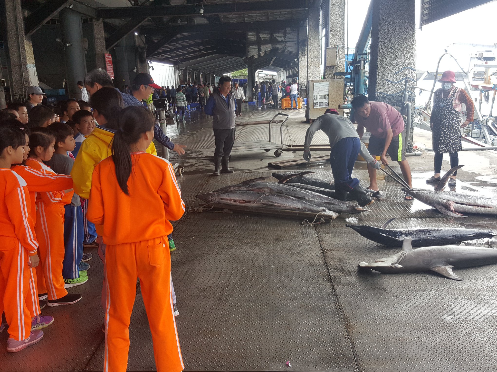 學童參觀新港漁市拍賣