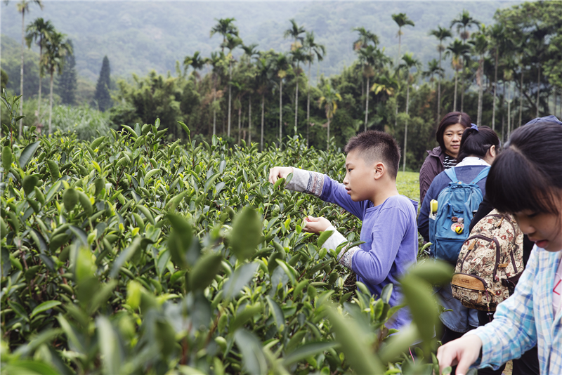 茶覺生活-三峽茶文化體驗教育課程